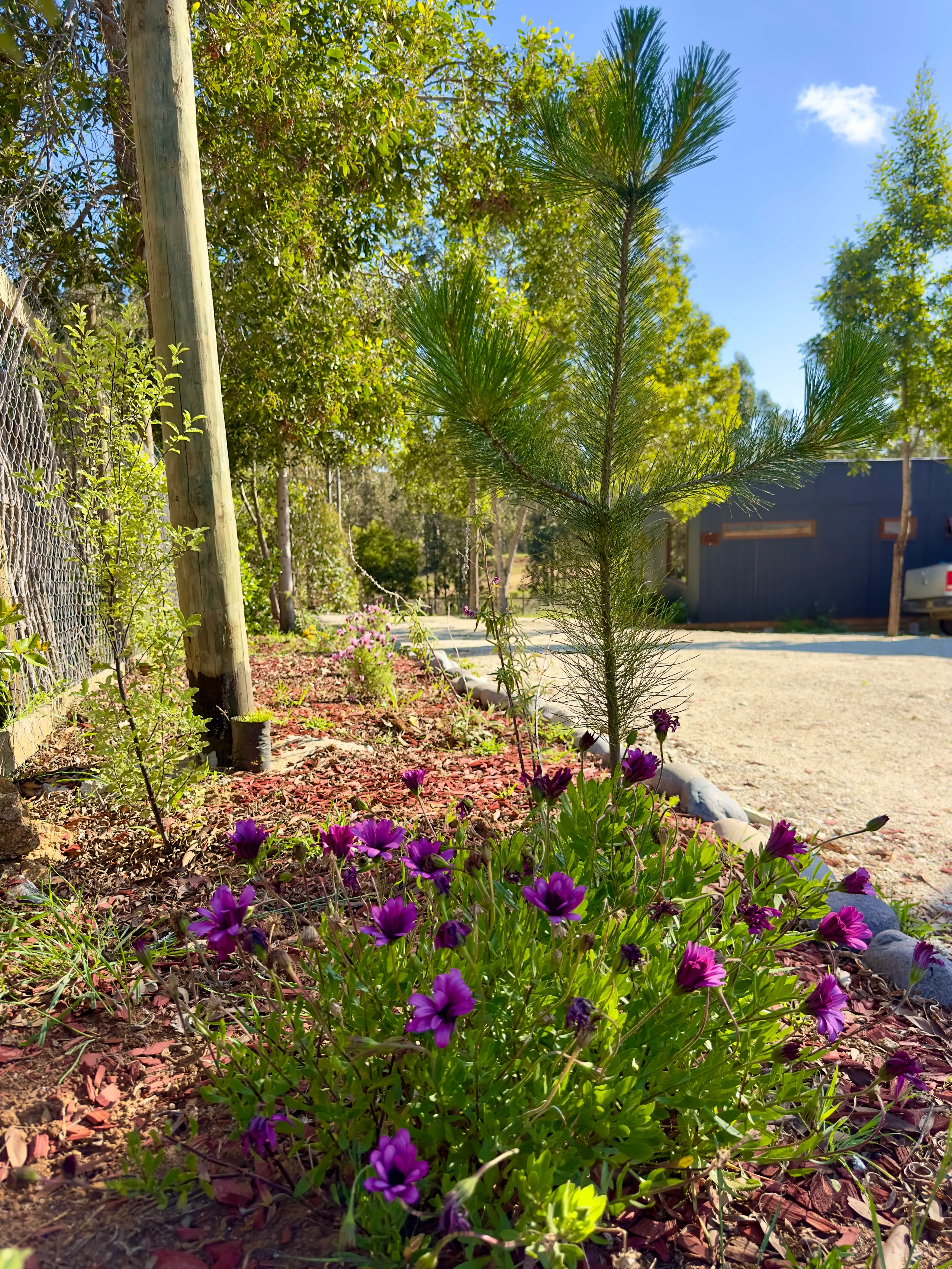 Jardín con flores moradas entre las cabañas